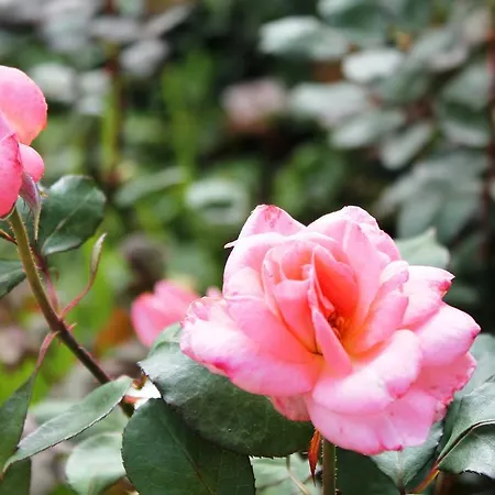 Rural Las Llanadas *