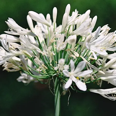 Rural Llanadas Los Realejos
