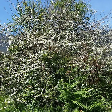 Rural Llanadas
