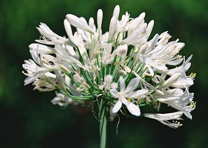 Rural Llanadas לוס ריאלחוס
